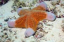 Granulated sea star (Choriaster granulatus) on seabed, Komodo, Indonesia.