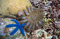 Crown-of-thorns starfish (Acanthaster planci) and Blue starfish (Linckia laevigata) on coral reef. Komodo, Indonesia.
