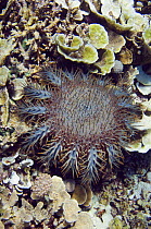Crown-of-thorns starfish (Acanthaster planci) feeding on coral. Komodo, Indonesia.