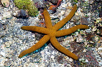 Luzon / Orange starfish (Echinaster luzonicus). Bali, Indonesia