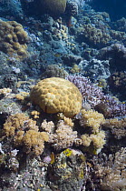Pincushion starfish (Culcita novaeguineae) on coral reef. Bali, Indonesia.