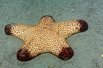Starfish (Pentaceraster sp.) on sandy bottom. Bali, Indonesia.