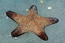 Starfish (Pentaster sp.) on sandy bottom. Bali, Indonesia.