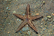 Comb sea star (Astropecten polyacanthus) Bali, Indonesia.