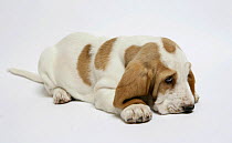 Basset hound puppy lying down.