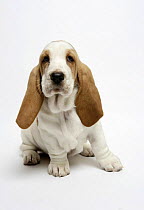 Basset hound puppy sitting