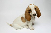Basset hound puppy sitting