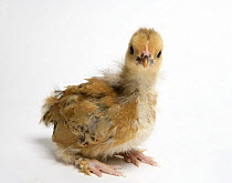 Domestic chicken chick {Gallus gallus domesticus}