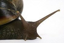 Close up of antennae of Giant African Snail {Achatina marginata}