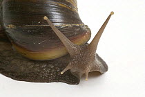 Close up of head and antennae of Giant African Snail {Achatina marginata}