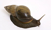 Giant African Snail {Achatina marginata}