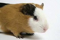 Domestic Guinea Pig, black and tan and white