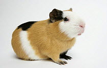 Domestic Guinea Pig, black and tan and white