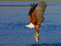 RF- African Fish Eagle (Haliaeetus vocifer) with fish in claws. Chobe, Botswana. May 2008. (This image may be licensed either as rights managed or royalty free.)