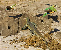 White fronted Bee-eaters (Merops bullockoides) mobbing monitor lizard that is by their nest holes. Chobe, Botswana, May 2008.