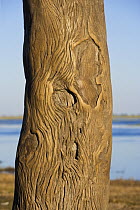 Tree trunk on which elephants have rubbed the bark smooth, Chobe National Park, Botswana May 2008.