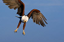 RF- African Fish Eagle (Haliaeetus vocifer) in flight. Chobe National Park, Botswana. May 2008. (This image may be licensed either as rights managed or royalty free.)