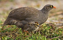 Red-billed francolin (Pternistis adspersus) with chick, Chobe National Park, Botswana May 2008