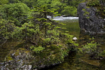 River with fir trees (Abies delavayi) and Rhododendron bushes, Mugetso Lake region, Sichuan Province, China. Southeast China mountains biodiversity hotspot.