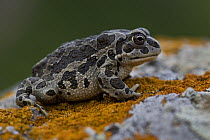 Mongolian / Siberian / Piebald toad (Bufo raddei) on lichen-covered rock, Koko Nor lake, Tso Ngonbo, Qinghai Hu, Qinghai Province, Tibet, China