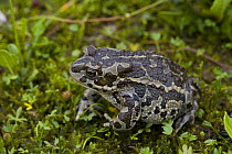 Mongolian / Siberian / Piebald toad (Bufo raddei) in damp meadow, Koko Nor lake, Tso Ngonbo, Qinghai Hu, Qinghai Province, Tibet, china