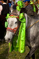 Decorated Tibetan horse (Equus caballus) at Buddhist celebration, Koko Nor lake, Tso Ngonbo, Qinghai Hu, Qinghai Province, Tibet, Amdo, China