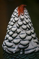 Lady Amherst pheasant (Chrysolophus amherstiae) rear view of head of male  displaying, Tibet, China