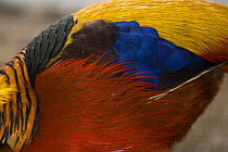 Golden pheasant (Chrysolophus pictus) male feather detail, Tibet, China