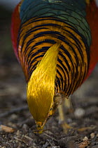Golden pheasant (Chrysolophus pictus) male searching for food, Tibet, China