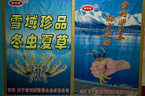 Signs advertising Caterpillar fungus (Cordyceps sinensis) for sale in airport shop, Xining, Qinghai Province, China