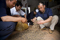 Men preparing caterpillar fungus (Cordyceps sinensis) for sale in market, Xining, Qinghai Province, Tibet, China