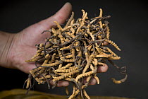 Man holding caterpillar fungus (Cordyceps sinensis) for sale in market, Xining, Qinghai Province, Tibet, China