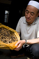 Man with bag of caterpillar fungus (Cordyceps sinensis) for sale in market, Xining, Qinghai Province, Tibet, China