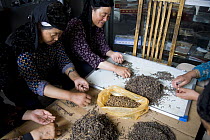 Women preparing caterpillar fungus (Cordyceps sinensis) for sale in market, Xining, Qinghai Province, Tibet, China
