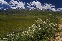 Edelweiss (Leontopodium sp) flowering on meadow in Dargye, Sichuan, Kham, with mountains in the background. Southeast China mountains biodiversity hotspot, Tibet, China