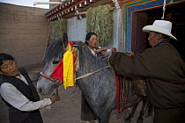 People preparing horse for ride to holy mountain, Dargye, Sichuan, Tibet, China