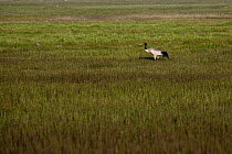 Black-necked crane (Grus nigricollis) amongst Mare's tail (Hippurus vulgaris) on meadow, Heimahé, Koko Nor lake, Tso Ngonbo, Qinghai Hu, Qinghai Province, Tibet, China