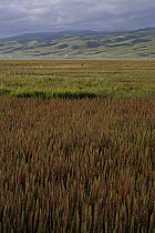 Mare's tail (Hippuris vulgaris) growing in marsh meadow, Koko Nor lake, Tso Ngonbo, Qinghai Hu, Qinghai Province, Tibet