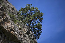 Przewalskii's juniper (Juniperus przewalskii) growing on steep cliff.  Koko Nor lake, Tso Ngonbo, Qinghai Hu, Qinghai Province, Tibet