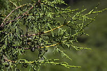 Przewalskii's juniper (Juniperus przewalskii) leaves and berries,  Tso Ngonbo, Qinghai Hu, Qinghai Province, Tibet, China