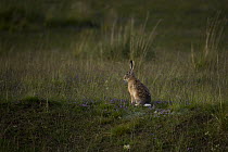 Woolly hare (Lepus oiostolus) on meadow at 3,300m above sea level. Qinghai Nanshan, Koko Nor lake, Tso Ngonbo, Qinghai Hu, Qinghai Province, Tibet, China