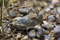 Locust (Phymateus sp) on pebbles beside Koko Nor lake, Tso Ngonbo, Qinghai Hu, Qinghai Province, Tibet, China