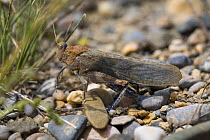 Locust (Phymateus sp) on pebbles beside Koko Nor lake, Tso Ngonbo, Qinghai Hu, Qinghai Province, Tibet, China