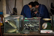 Fish dealers in Ximen market, Xining, capital Qinghai Province, Tibet, China