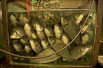 Fish for sale at Ximen market, Xining, capital Qinghai Province, Tibet, China