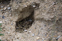 Gansu pika (Ochotona cansus) latrine, Koko Nor lake, Tso Ngonbo, Qinghai Hu, Qinghai Province, Tibet, Amdo, China