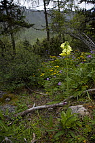 Primrose (Primula sikkimensis), Mugetso-Lake area, Sichuan Province, Tibet, China