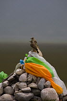 Two Hume's / Tibetan Ground Jay (Pseudopodoces humilis) juveniles on rocks with prayer flags, Tibet, China