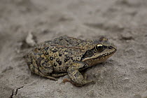 Chinese brown frog / Asiatic grass frog (Rana chensinensis) on hard ground. Koko Nor lake, Tso Ngonbo, Qinghai lake, Qinghai, Tibet, Amdo, China