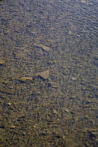School of scaleless carp / Przewalski's naked carp (Gymnocypris / Schizopygopsis przewalskii) in swamp, Koko Nor lake, Tso Ngonbo, Qinghai lake, Qinghai, Tibet, Amdo, China